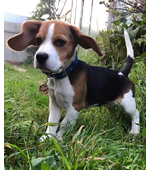 Адресник для собаки