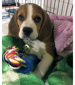 Адресник для собаки