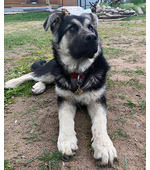 Адресник для собаки