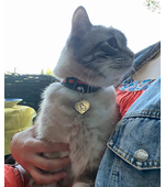 Медальон для котика