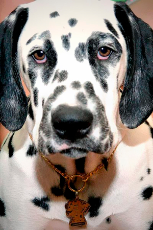 Tag for dog Dalmatian