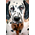 Tag for dog Dalmatian